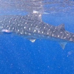 On Isla Mujeres Water Tours