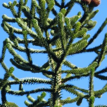 Salesforce Park - Monkey puzzle tree - Parks Near Me - San Francisco, California