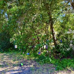 Lafayette-Moraga Regional Trail - Famous bird houses.