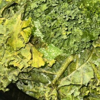 Edible Arrangements - Old Kale - Gift Shops Near Me - La Mesa, California