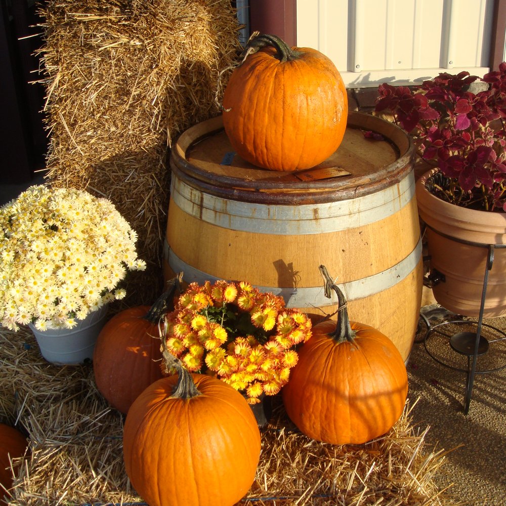 Pearmund Cellars - Cause it's fall doncha know. - Wineries Near Me - Broad Run, Virginia Pearmund Cellars - Cause it's fall doncha know. - Wineries Near Me - Broad Run, Virginia
