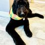 Photo of Pets Place Grooming