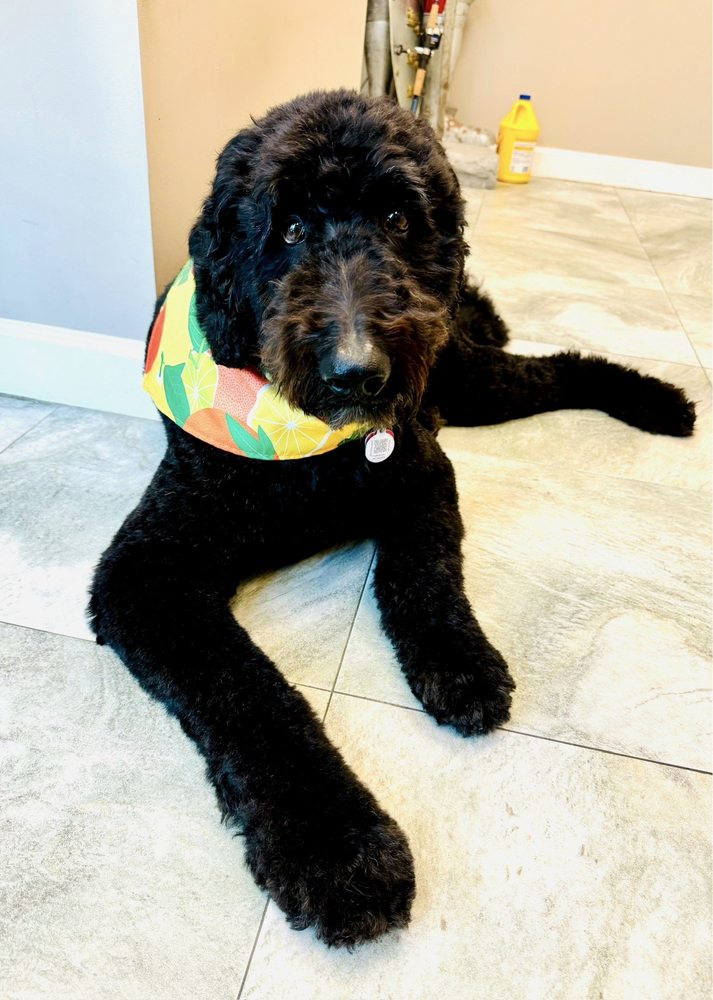 PETS PLACE GROOMING Updated August 2024 24 Photos & 18 Reviews 1272 SW California Blvd