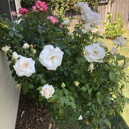 David Austin Roses