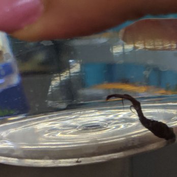 Petco - More death. How many fish need to die before these beta cups are cleaned? - Pet Stores Near Me - Tucson, Arizona Petco - More death. How many fish need to die before these beta cups are cleaned? - Pet Stores Near Me - Tucson, Arizona
