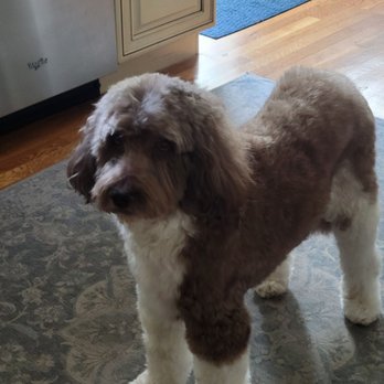 Shampooches pet spa - Pet Groomers Near Me Shampooches pet spa - Pet Groomers Near Me