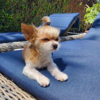 Pet Dental Solutions - Happy dogs after dental - Veterinarians Near Me - Huntington Beach, California Pet Dental Solutions - Happy dogs after dental - Veterinarians Near Me - Huntington Beach, California