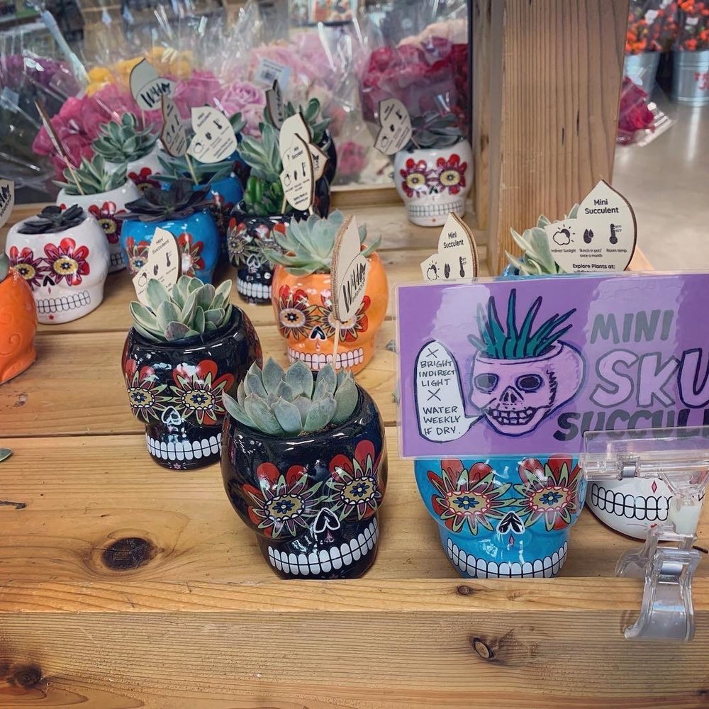 Trader Joe's - The famous mini skulls containing succulents are back! $4.99 - Grocery Near Me - Greensboro, North Carolina Trader Joe's - The famous mini skulls containing succulents are back! $4.99 - Grocery Near Me - Greensboro, North Carolina