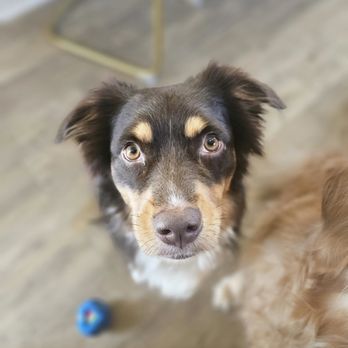 Tiff's Tails and Treats - Dog Boarding - Pet Boarding Near Me - Houston, Texas Tiff's Tails and Treats - Dog Boarding - Pet Boarding Near Me - Houston, Texas