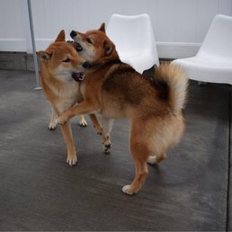 Seb playing with his neighborhood shibe bestie
