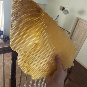 Pro Bee Rescue - A portion of the comb - Pest Control Near Me Pro Bee Rescue - A portion of the comb - Pest Control Near Me