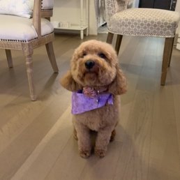 F1B doodle grooming F1B doodle grooming
