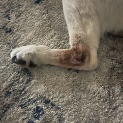 Milford Animal Hospital - He's chewing on his leg & I was given no solution to fix it. This has to be painful. I will be getting a second opinion.