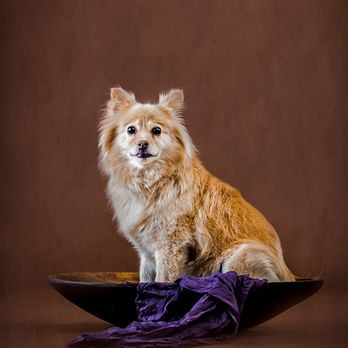 Arken Studios Fine Art Photography - Lisa in studio - Event Photography Near Me - Sebastopol, California Arken Studios Fine Art Photography - Lisa in studio - Event Photography Near Me - Sebastopol, California
