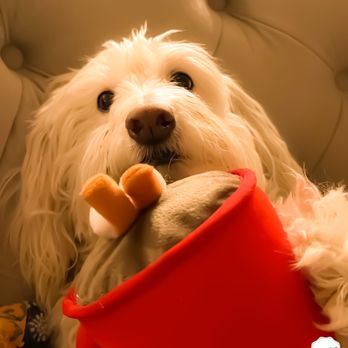 Dog Supplies Outlet - Our beautiful Hannah wants to play! How could you resist this?! - Pet Stores Near Me - Henderson, Nevada Dog Supplies Outlet - Our beautiful Hannah wants to play! How could you resist this?! - Pet Stores Near Me - Henderson, Nevada