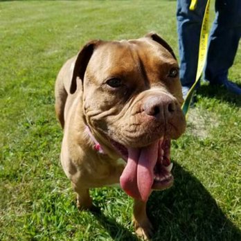 The Pet Buddy Service - The Pet Buddy Service - Pet Sitting Near Me - Jackson, Michigan The Pet Buddy Service - The Pet Buddy Service - Pet Sitting Near Me - Jackson, Michigan