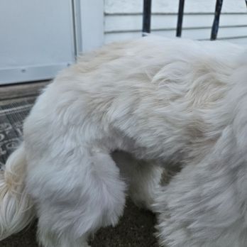 Bellevue Pet Adventures - Pet Groomers Near Me - Bellevue, Nebraska