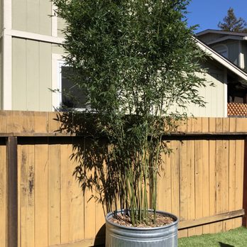 Jungle Bamboo & Palm Nursery - Nurseries & Gardening Near Me - Cotati, California Jungle Bamboo & Palm Nursery - Nurseries & Gardening Near Me - Cotati, California