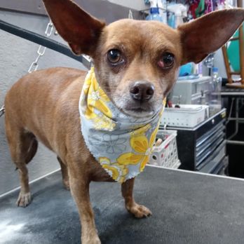 A Doggies Delight - LYLA - Pet Groomers Near Me - Las Vegas, Nevada
