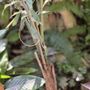 Photo of Reptile Gardens