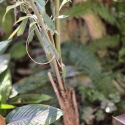 Reptile Gardens - More little lizards
