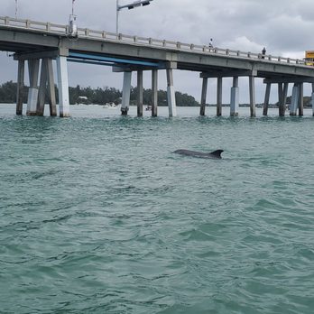 Anne's Calmwater Charters - Awesome Dolphin Sightings!! - Snorkeling Near Me - Bradenton Beach, Florida Anne's Calmwater Charters - Awesome Dolphin Sightings!! - Snorkeling Near Me - Bradenton Beach, Florida