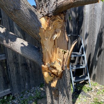 TreeMax Tree Service - Tree Services Near Me - Citrus Heights, California TreeMax Tree Service - Tree Services Near Me - Citrus Heights, California