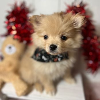 Blessed Little Paws - Baby Belle - Pet Breeders Near Me