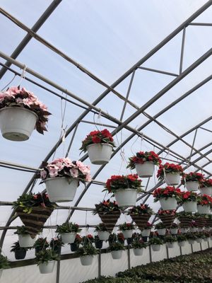 Frank's Produce & Greenhouse by null