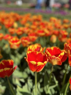 Veldheer Tulip Gardens by null