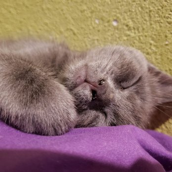 Southeast Area Animal Control Authority - Dropped off this cutie I found 9/7/19... Looks like a russian blue. Please adopt her. - Animal Shelters Near Me - Downey, California Southeast Area Animal Control Authority - Dropped off this cutie I found 9/7/19... Looks like a russian blue. Please adopt her. - Animal Shelters Near Me - Downey, California