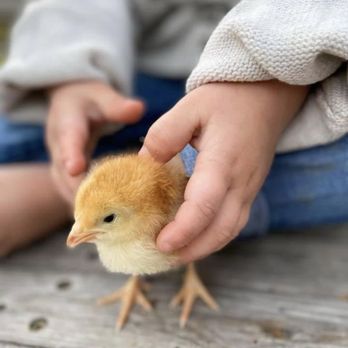 Princess Academy Enchanted Experiences - Baby chicks session - Party Characters Near Me - Rescue, California Princess Academy Enchanted Experiences - Baby chicks session - Party Characters Near Me - Rescue, California
