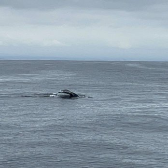Blue Ocean Whale Watch - Whale Watching Tours Near Me - Moss Landing, California