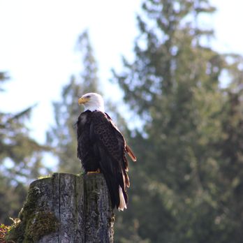 Alaska Sea Cycle Tours - Rafting/Kayaking Near Me - Ketchikan, Alaska Alaska Sea Cycle Tours - Rafting/Kayaking Near Me - Ketchikan, Alaska