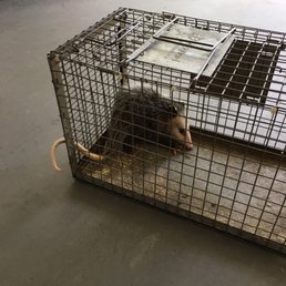 Opossum caught in love trap in my attic! Opossum caught in love trap in my attic!