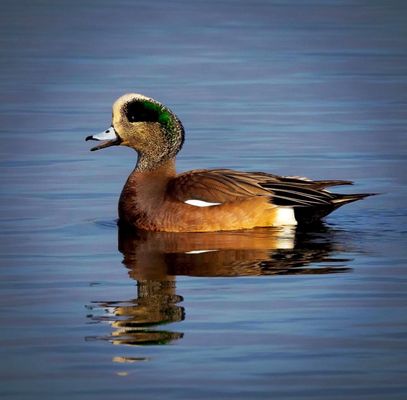 Bolsa Chica Ecological Reserve by null