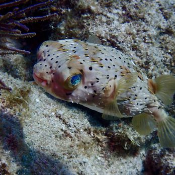 Sail Fish Scuba - Scuba Diving Near Me - Key Largo, Florida