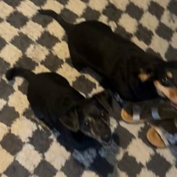 Waiting patiently for their walk. Waiting patiently for their walk.