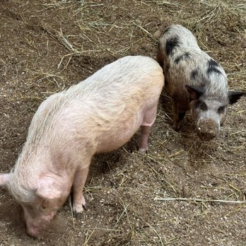 Memory Lane Stables - Pigs - Horseback Riding Near Me - Willow Springs, Illinois