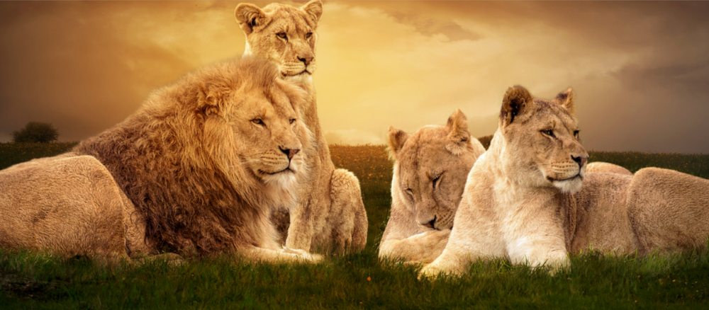 Strategic Safety Training and Consulting - safety consultant in Glendale, AZ