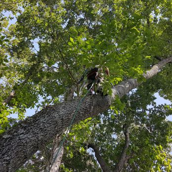 Arborstone - Tree Services Near Me Arborstone - Tree Services Near Me