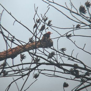 Cauley Creek Park - Lots of red headed woodpeckers - Parks Near Me - Duluth, Georgia