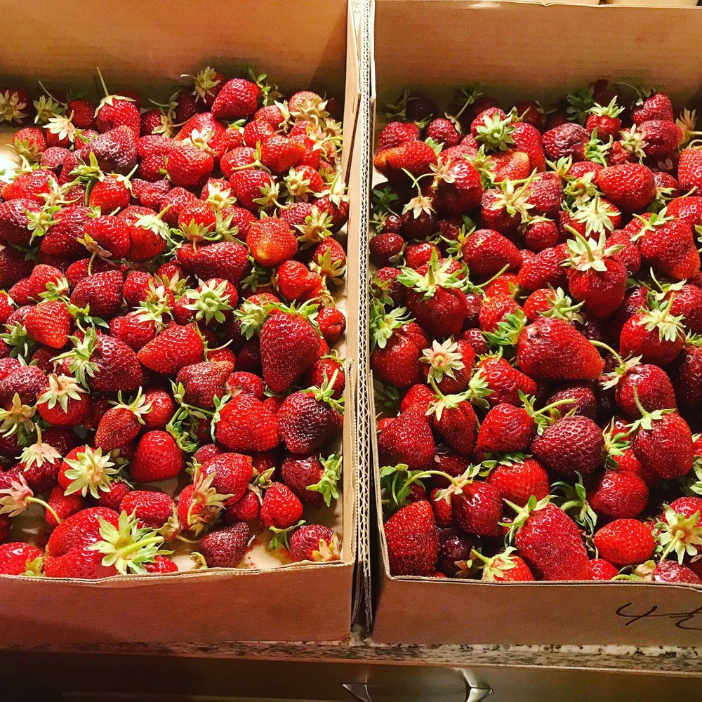 Harvold Berry Farm - Pick Your Own Farms Near Me - Carnation, Washington