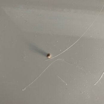 Trader Joe's - Multi grain mix had rock in my cracked in teeth cost $1200 - Grocery Near Me - Pleasanton, California