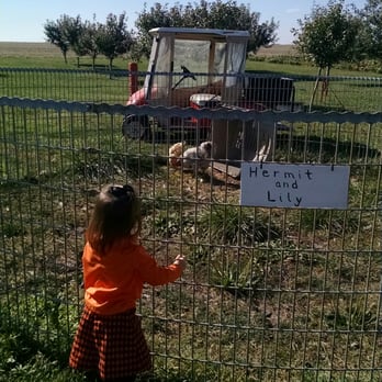 Gail's Pumpkin Patch - Chickens - Farmers Market Near Me - Beason, Illinois