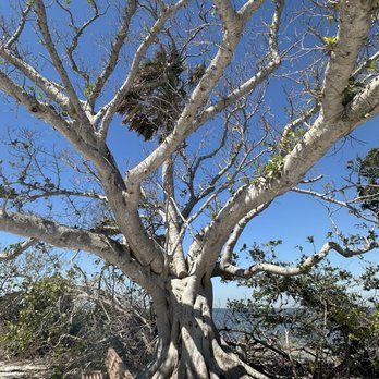 Robinson Preserve - Hybrid tree - Parks Near Me - Bradenton, Florida