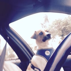 Redlands Taxi & Redlands Cab - Milo in Training