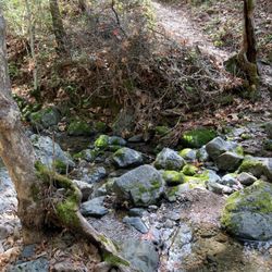 Middle Ridge Trail - Coyote Creek with ascending part of Fish Trail on the other side of the creek. - - -Tom Brody