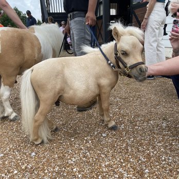 R R Ranch R&R RANCH MINIATURE HORSE SANCTUARY - Updated June 2026 - 12 Photos ...