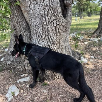 All Dogs Unleashed - 55lbs 3 weeks post boarding - Pet Training Near Me - Austin, Texas
